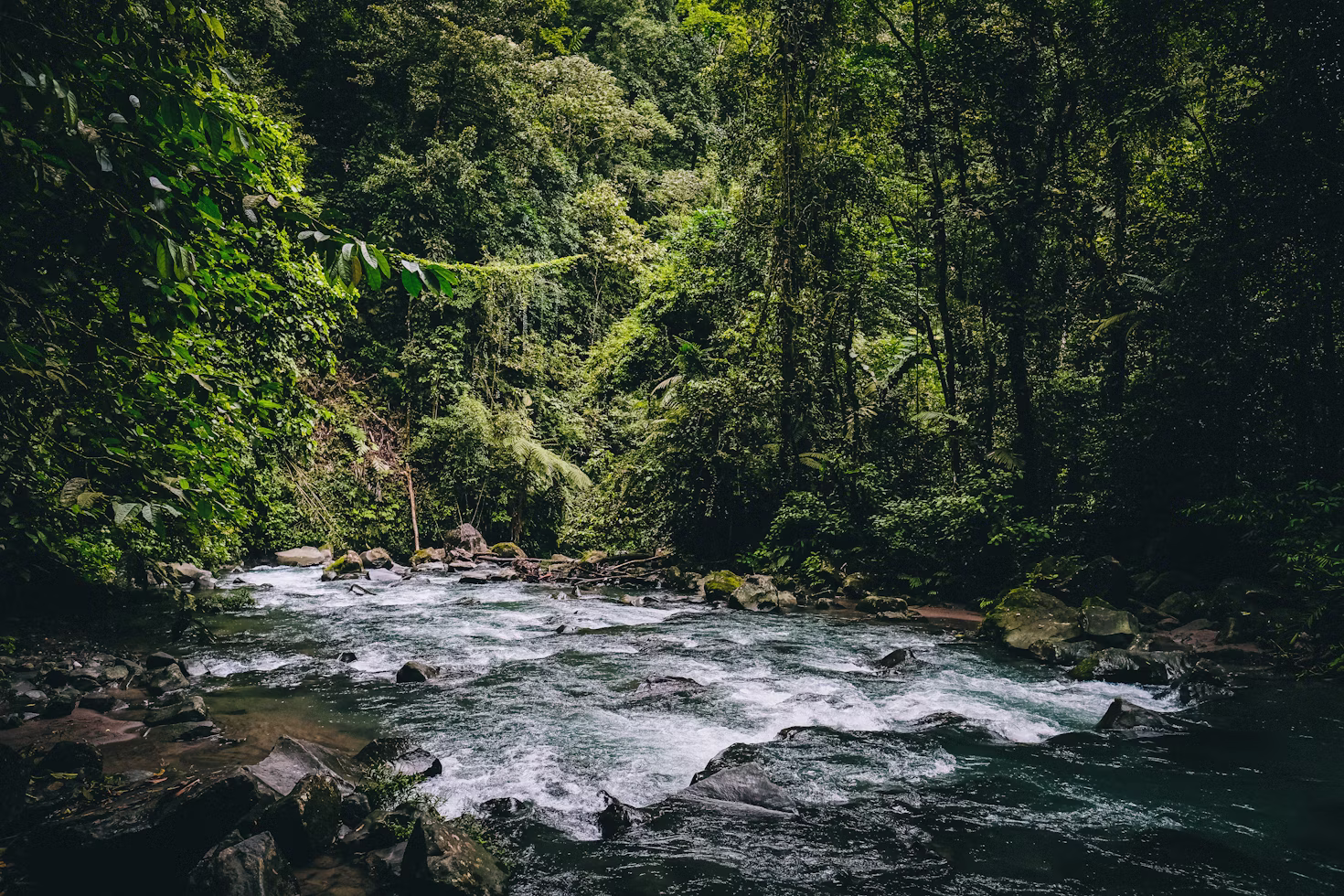 Aerial view of Costa Rica forest and river
